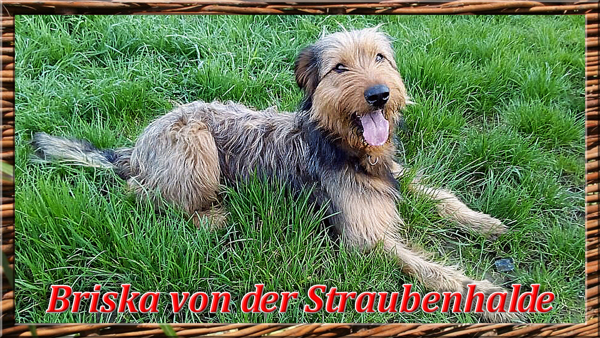 Wäller von der Straubenhalde